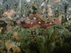 Honeycomb Rockfish photo 3