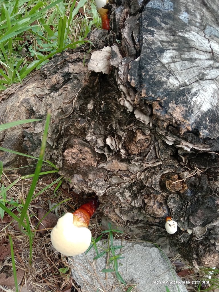 Ganoderma lucidum · September 2024 · photo: © naturalist97663 (iNaturalist, cc0)