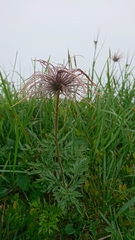 Pulsatilla alpina