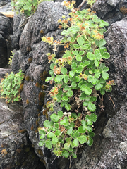 Potentilla villosa