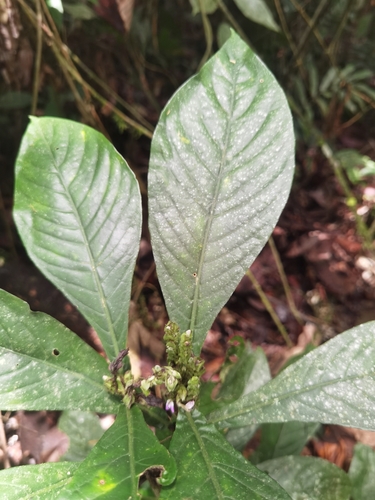 Justicia refractifolia, 2024-09-28