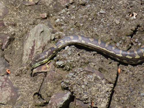 Coastal Carpet Python sighting