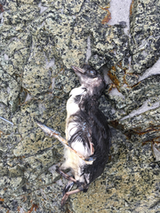 Ptychoramphus aleuticus