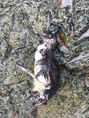 Ptychoramphus aleuticus
