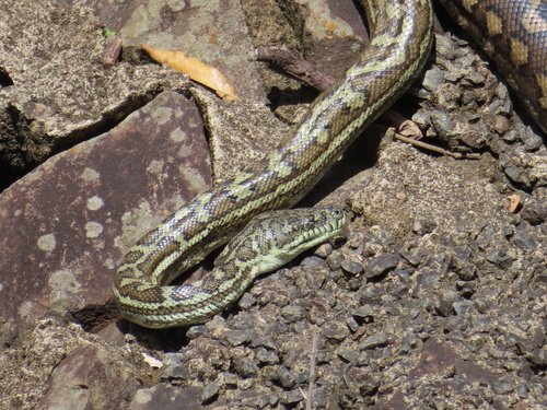 Coastal Carpet Python sighting