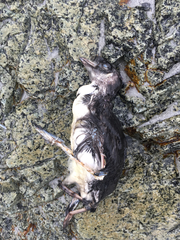 Ptychoramphus aleuticus