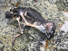 Ptychoramphus aleuticus