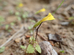 Erythranthe breviflora