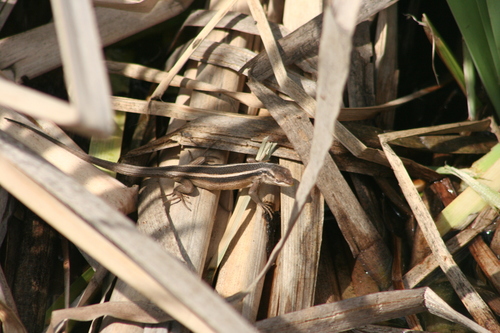 Gravenhorst's Tree Iguana, Liolaemus gravenhorstii