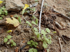 Erythranthe breviflora