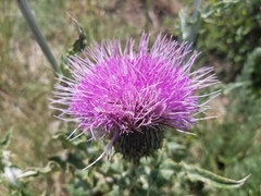 Cirsium neomexicanum