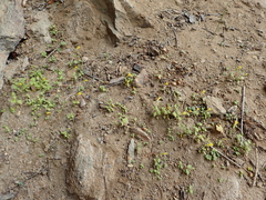 Erythranthe breviflora