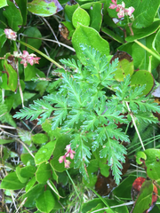 Conioselinum