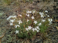 Dianthus arenarius