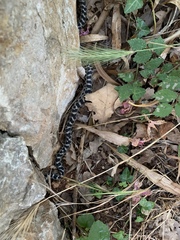 Elaphe quatuorlineata