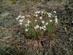 Dianthus arenarius