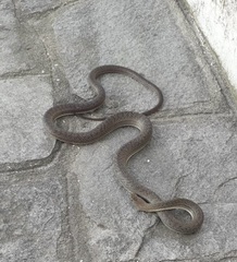 Philodryas nattereri