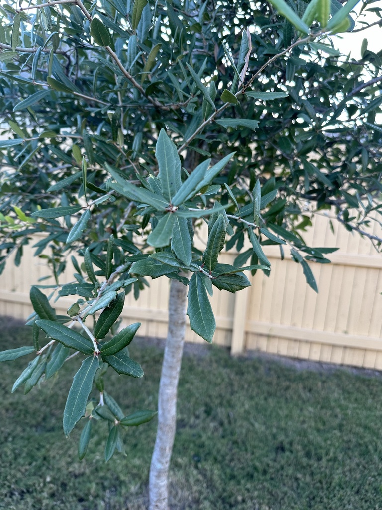 Texas live oak from Kinglet Ct, Seguin, TX, US on September 28, 2024 at ...