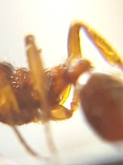 Myrmica ruginodis
