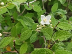 Lippia graveolens