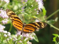 Eueides isabella eva