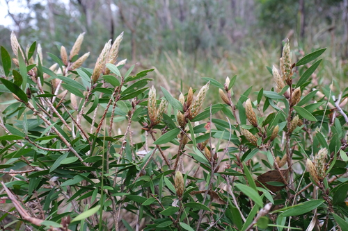 Image of Melaleuca pallida by (c) AmandaF, some rights reserved (CC BY)