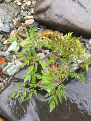 Conioselinum