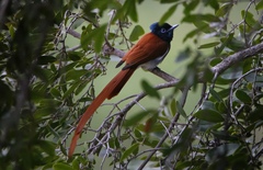 Terpsiphone viridis plumbeiceps