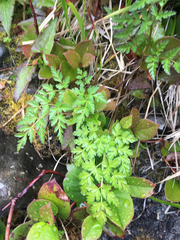 Conioselinum