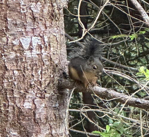 Douglas's Squirrel (Tamiasciurus douglasii), a species recorded in Washington