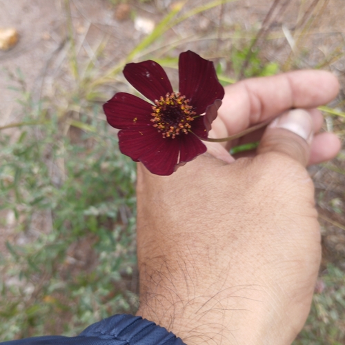 Foto de Chocolate