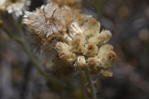 Image of Pseudognaphalium macounii by (c) Anders Hastings, some rights reserved (CC BY)