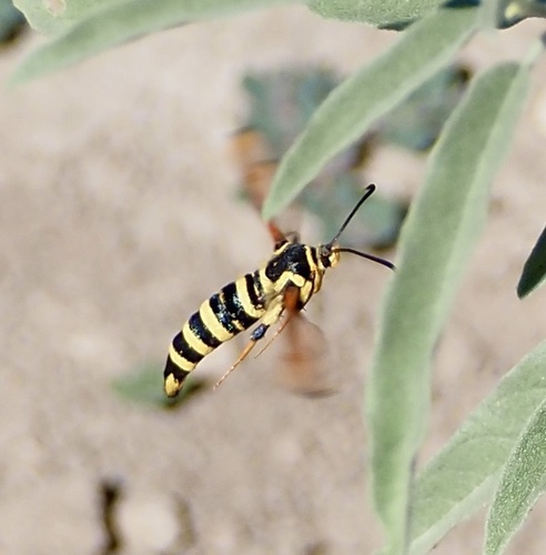 Coronopus Borer Moth photo 5