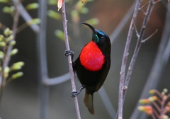 Chalcomitra senegalensis gutturalis