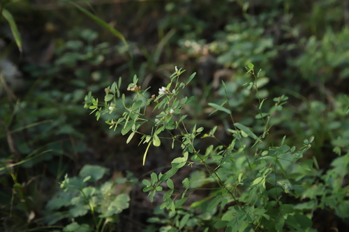 Lespedeza inschanica iNat (3)