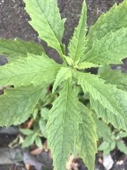 Dysphania ambrosioides