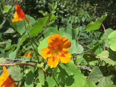 Tropaeolum minus