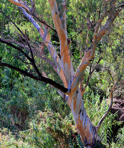 Avistamiento Eucalyptus camaldulensis