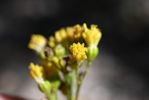 Image of Senecio rapifolius by (c) Anders Hastings, some rights reserved (CC BY)