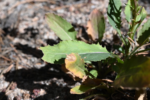 Image of Senecio rapifolius by (c) Anders Hastings, some rights reserved (CC BY)