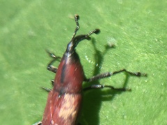 Rhodobaenus sanguineus