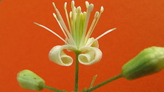 Clematis brasiliana
