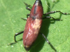 Rhodobaenus sanguineus