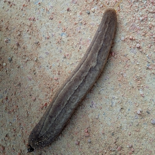 Phyllocaulis tuberculosus