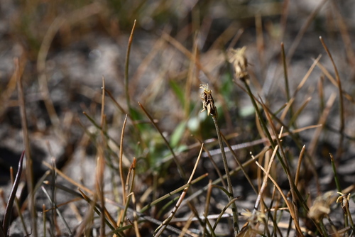 Image of Eleocharis acicularis by (c) Anders Hastings, some rights reserved (CC BY)