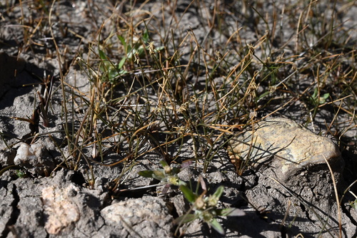 Image of Eleocharis acicularis by (c) Anders Hastings, some rights reserved (CC BY)