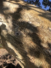 Ficus tettensis image