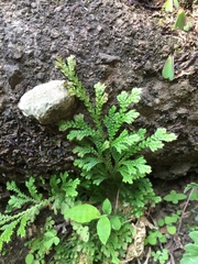 Selaginella lepidophylla