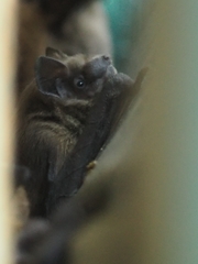 Pipistrellus pygmaeus