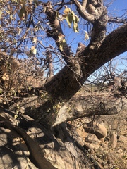 Sterculia rogersii image